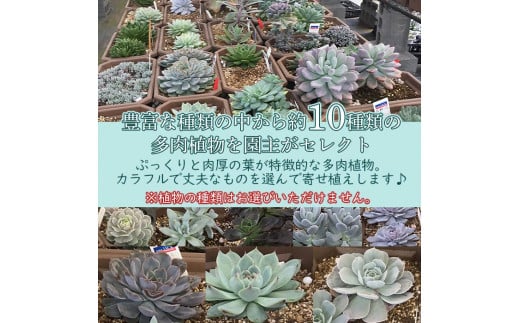 自家生産　多肉植物のオリジナル寄せ植え（約10種類）