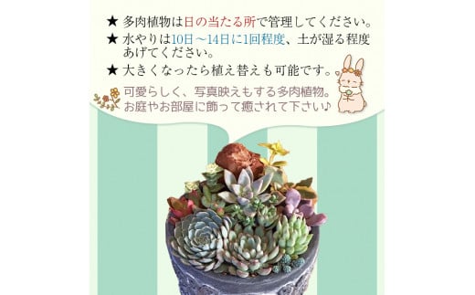 自家生産　多肉植物のオリジナル寄せ植え（約10種類）