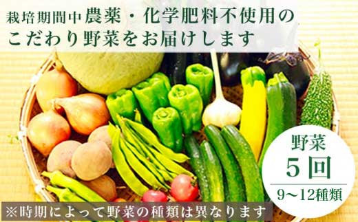 ［年8回定期便］ 農薬・化学肥料を使わずに栽培した野菜と減農薬栽培した果物 年8回定期便 OBUSE Meguru  野菜&フルーツセット シーズンコース［新規就農者応援コース 幸作会］おまかせ 野菜 やさい 詰め合わせ 9～12種類 果物 フルーツ 長野 信州 数量限定 産地直送 令和6年産 【2024年5月より順次発送】［KJ-1］