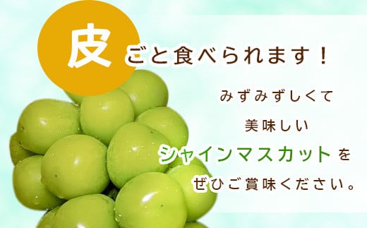 [No.5657-3778]信州須坂産 シャインマスカット 約4kg (約6～12房) 《坂井果樹園》■2024年発送■※9月下旬頃～11月中旬頃まで順次発送予定