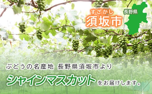 [No.5657-3778]信州須坂産 シャインマスカット 約4kg (約6～12房) 《坂井果樹園》■2024年発送■※9月下旬頃～11月中旬頃まで順次発送予定