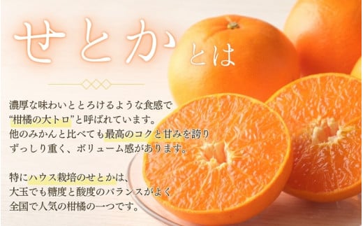 阪口農園のハウスせとか 3kg (2L～3L 9玉～12玉) 【先行予約】【数量限定】【2025年2月中旬~3月中旬までに順次発送】 せとか ハウスせとか みかん ミカン 蜜柑 柑橘 フルーツ 果物 くだもの 旬 産地直送 農家直送