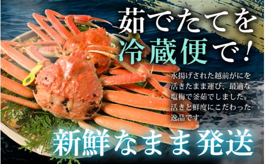 【先行予約】≪浜茹で≫ 地物！天然！越前がに 生の状態で約800g～900g × 1杯 かにスプーン付き はるか丸厳選！獲れたて！茹でたてをお届けします！ 【2024年12月上旬以降順次発送予定】【冷蔵 本場の味 ボイル 越前ガニ 蟹 茹で ずわいがに ズワイガニ 福井 日本海】[m36-x003_12]