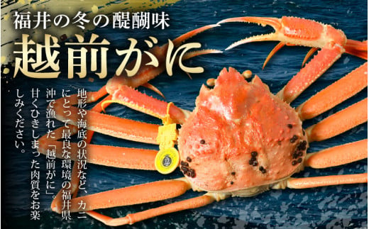 【先行予約】≪浜茹で≫ 地物！天然！越前がに 生の状態で約800g～900g × 1杯 かにスプーン付き はるか丸厳選！獲れたて！茹でたてをお届けします！ 【2024年12月上旬以降順次発送予定】【冷蔵 本場の味 ボイル 越前ガニ 蟹 茹で ずわいがに ズワイガニ 福井 日本海】[m36-x003_12]