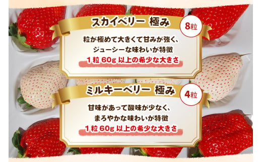 [数量限定] スカイベリー 極み×ミルキーベリー 極み 12粒《1月初旬～2月初旬に順次発送》｜いちご イチゴ 苺 フルーツ スカイベリー ミルキーベリー 果物 産地直送 栃木県産 [0575]