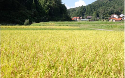 令和6年産【定期便3回】石見高原みずほ米コシヒカリ 無洗米仕上 5kg×3回