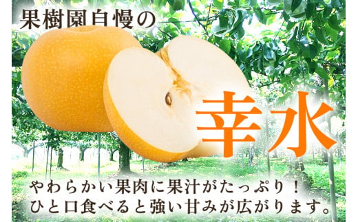 【2025年先行予約】新潟県産 厳選 幸水梨 3kg（7～9玉）《8月上旬以降発送》果物 フルーツ こうすい 加茂市 いたみ果樹園