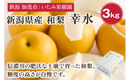 【2025年先行予約】新潟県産 厳選 幸水梨 3kg（7～9玉）《8月上旬以降発送》果物 フルーツ こうすい 加茂市 いたみ果樹園