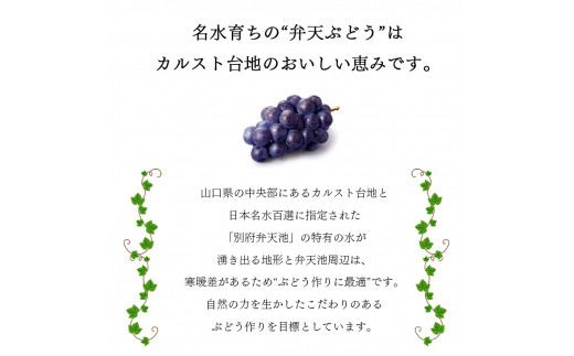 【先行予約】デラウェア 3kg箱 ｜ 自然農法 化学肥料不使用 小粒 ぶどう ブドウ 弁天ぶどう  デラウェア 果物 果実 お試し セット 3kg 山口 美祢 特産品 別府弁天池 先行予約