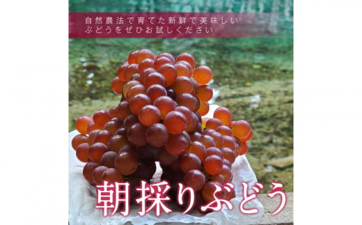 【先行予約】デラウェア 3kg箱 ｜ 自然農法 化学肥料不使用 小粒 ぶどう ブドウ 弁天ぶどう  デラウェア 果物 果実 お試し セット 3kg 山口 美祢 特産品 別府弁天池 先行予約