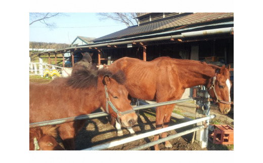 ＜平日＞＜マンツーマンレッスン付き＞乗馬体験　1名様分 ／ チケット 初心者 マンツーマン レッスン 安心 安全 千葉県