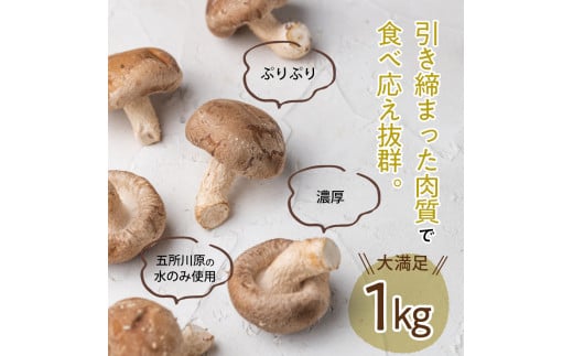 【11月より発送開始】国産 肉厚 しいたけ 1kg(500g×2袋) 無農薬 青森 新規就農者応援 【 きのこ 肉 厚 】