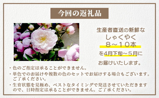 【先行受付】【4月下旬～5月発送】しゃくやく 8本～10本 徳島県 那賀町産【相生の花 生花 お花 花束 生け花 華道 生産者直送 シャクヤク 芍薬 プレゼント 贈り物 フラワーアレンジメント インテリア ドライフラワー 切り花 切花】MN-3