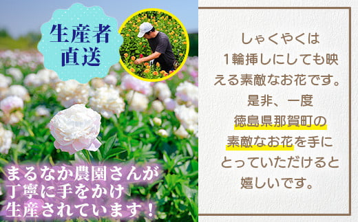 【先行受付】【4月下旬～5月発送】しゃくやく 8本～10本 徳島県 那賀町産【相生の花 生花 お花 花束 生け花 華道 生産者直送 シャクヤク 芍薬 プレゼント 贈り物 フラワーアレンジメント インテリア ドライフラワー 切り花 切花】MN-3