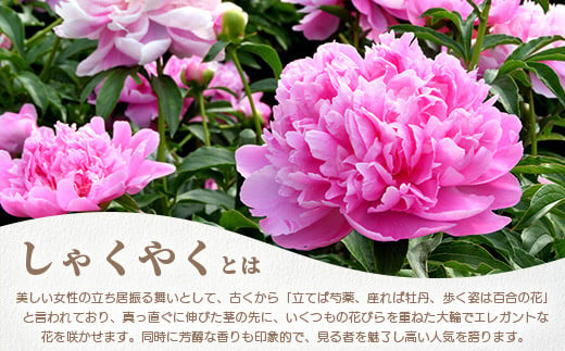 【先行受付】【4月下旬～5月発送】しゃくやく 8本～10本 徳島県 那賀町産【相生の花 生花 お花 花束 生け花 華道 生産者直送 シャクヤク 芍薬 プレゼント 贈り物 フラワーアレンジメント インテリア ドライフラワー 切り花 切花】MN-3