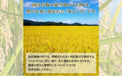 米 2024年産　十日町産こしひかり　精米10kg コシヒカリ コメ 十日町市