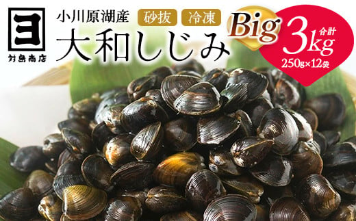 冷凍しじみBIG250g×12袋　【02408-0075】