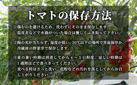 3人に1人がリピーター★2024年7月～8月にお届け★お試し1kg！山の湧き水で育った高原トマト「フルティカ」割れ保障付 4000円