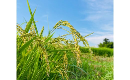 新米〈6回定期便〉 令和6年産 五泉産 コシヒカリ 精米 5kg (5kg×1袋) 新潟県 五泉市 株式会社蛇場農産（2024年10月上旬以降順次発送）