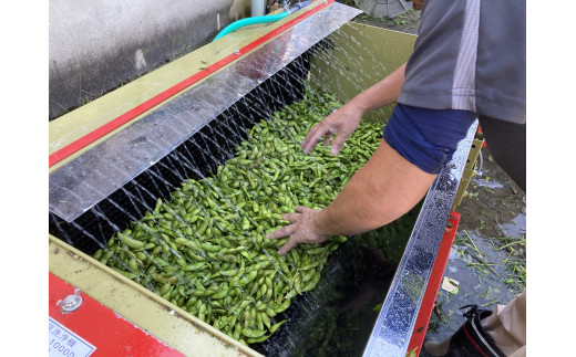 【季節限定】丹波黒大豆枝豆 朝収穫 毛取り洗浄済 さやのみ 2.4kg  化粧箱入り [963] 発送は2024年10月15日以降