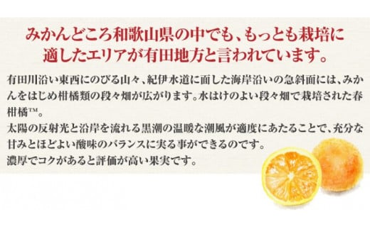 デコ不知火（デコポン） 約3kg/サイズおまかせ　※2025年2月上旬～2025年4月上旬頃に順次発送予定(お届け日指定不可)　紀伊国屋文左衛門本舗【ntbt421B】