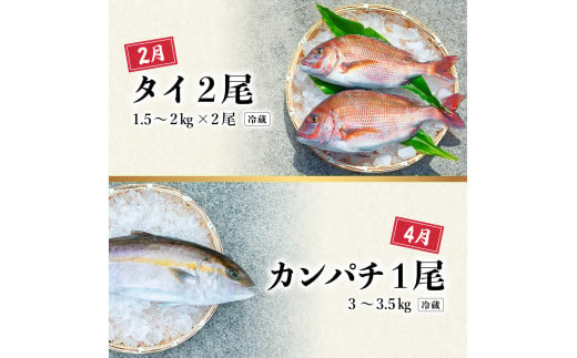 【定期便全４回】海の幸まるごと定期便 クエ くえ クエ鍋 タイ たい 鯛 カンパチ かんぱち 勘八 シマアジ しまあじ