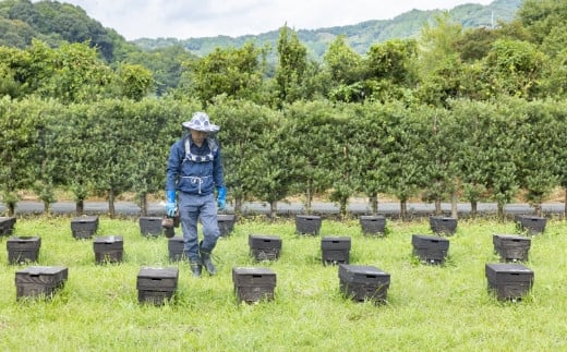 樋口養蜂場 国産百花はちみつ 1kg　ハニー 蜂蜜 ハチミツ