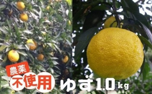 栽培中 農薬不使用 ゆず 1kg [№5714-0205]