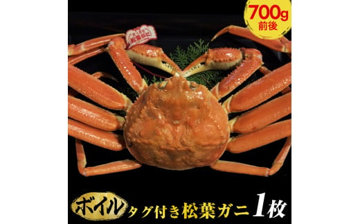 ６６５．【ボイル】タグ付き松葉ガニ　中1枚（700g前後）◇【着日指定不可】
※2024年11月上旬～2025年3月下旬頃に順次発送予定《かに カニ 蟹》