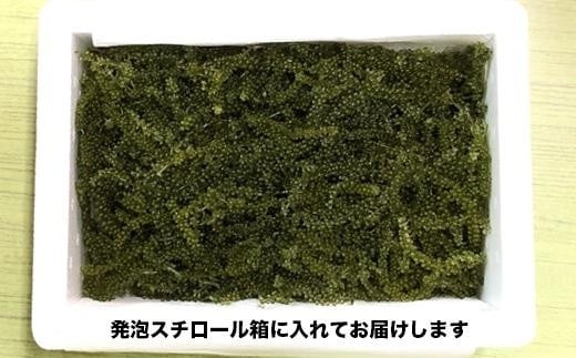 新鮮！海ぶどう300g