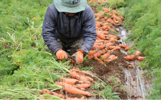 長野県産「サンふじ」（5kg）と「有機人参」（5kg）のセット[№5659-1404]