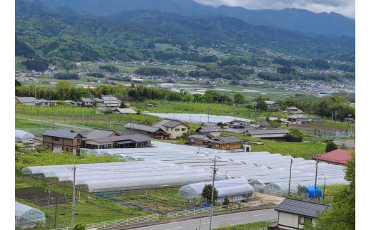 【長野県南信州産】厳選シャインマスカット 1kg(2房～3房) 2025年9月上旬より発送開始