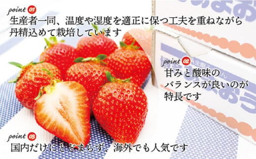 博多あまおう2パック（冬）250g～270g×6パック 【2024年12月上旬-2025年1月下旬発送予定】