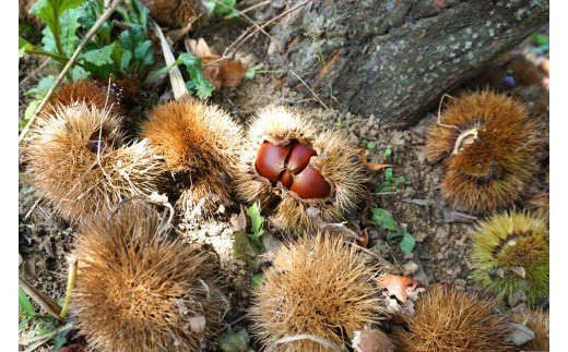 ＜限定＞ 純粋栗蜜 富岡国産純粋はちみつ (1000g) 天然 はちみつ 栗蜜 ハチミツ 蜂蜜 国産 限定 F20E-055