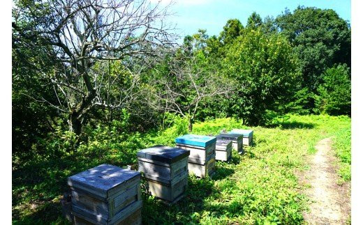 ＜限定＞ 純粋栗蜜 富岡国産純粋はちみつ (1000g) 天然 はちみつ 栗蜜 ハチミツ 蜂蜜 国産 限定 F20E-055