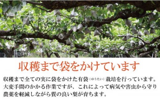 【2025年9月〜発送】【シャリッとおいしい！】新高梨 約3.4kg / 梨 なし  南島原市 / ふるさと企画 [SBA030]