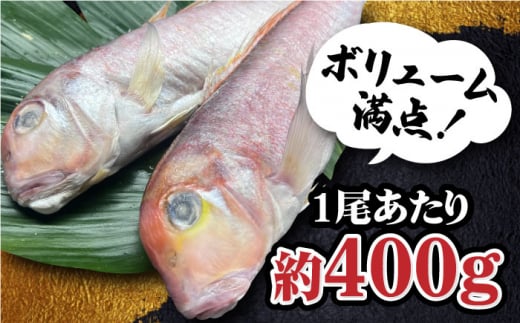 びっくりビッグサイズ！甘鯛一夜干し2尾（1尾あたり約400g） おつまみ 酒の肴 焼き物にぴったり 吉野ヶ里町/やきとり紋次郎 [FCJ075]