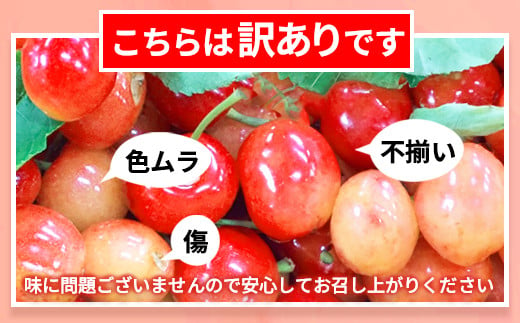 [No.5657-2554]佐藤錦 さくらんぼ 訳あり 約1kg (バラ詰) 《黒岩果樹園》■2025年発送■※6月中旬頃～7月上旬頃まで順次発送予定