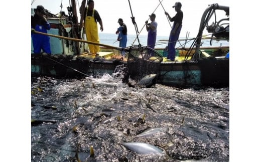 旬の朝獲れ鮮魚（焼き魚用）漁師おすすめセット【以布利定置網　漁師直送】朝獲れ 旬 焼き魚 焼魚 鮮魚 魚介 海鮮 魚 さかな せんぎょ 鮮魚セット 詰め合わせ おまかせ お任せ【S00821】