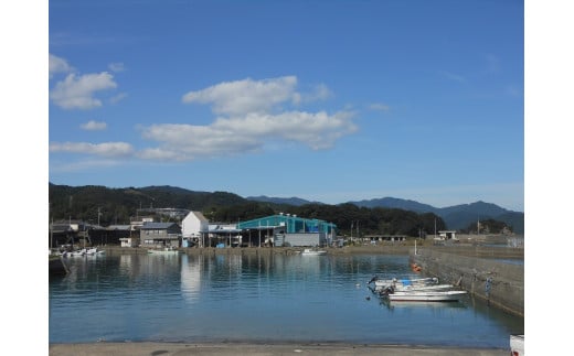 旬の朝獲れ鮮魚（焼き魚用）漁師おすすめセット【以布利定置網　漁師直送】朝獲れ 旬 焼き魚 焼魚 鮮魚 魚介 海鮮 魚 さかな せんぎょ 鮮魚セット 詰め合わせ おまかせ お任せ【S00821】