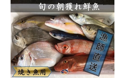 漁港に水揚げされた魚