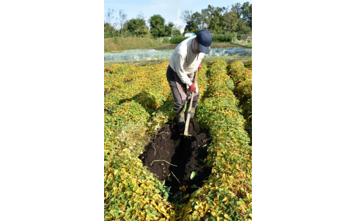 座間市特産品　大和芋　秀　3kg｜贈答品 とろろいも とろろ芋 山芋とろろ やまいも やまといも
※2022年12月上旬～2023年1月下旬頃に順次発送予定