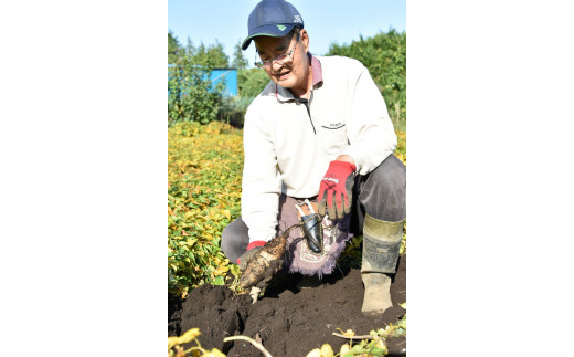 座間市特産品　大和芋　秀　3kg｜贈答品 とろろいも とろろ芋 山芋とろろ やまいも やまといも
※2022年12月上旬～2023年1月下旬頃に順次発送予定