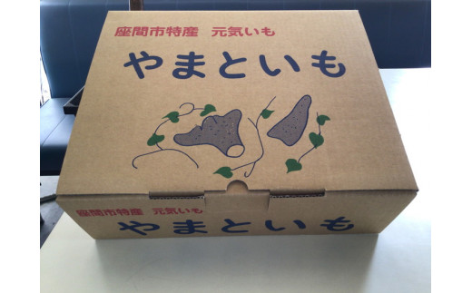 座間市特産品　大和芋　秀　3kg｜贈答品 とろろいも とろろ芋 山芋とろろ やまいも やまといも
※2022年12月上旬～2023年1月下旬頃に順次発送予定