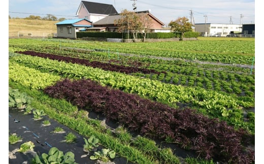 農家からお届け 新鮮野菜セット [桑高農園 静岡県 吉田町 22424127] 野菜 やさい 新鮮 旬 セット 10種類