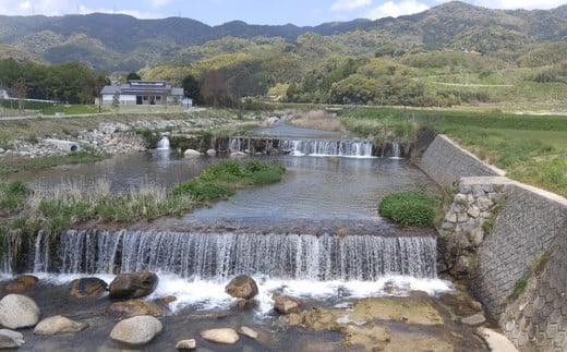 国産はちみつ(神埼産)百花蜜1.2kg×3・くろがねもち1.2kg×1 【贈り物 黄金色 自家製 疲労回復 美容 栄養 花の蜜 純粋 九州産】(H050126)