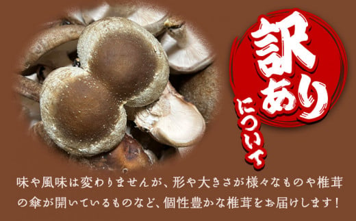 椎茸 きのこ 訳あり 菌床椎茸 2kg サイズ未選別 motochi農園《11月上旬-3月中旬に出荷予定(土日祝除く)》 岩手県 九戸村 野菜 岩手県産 国産 お取り寄せ 送料無料 大きい 不揃い シイタケ 山盛り 干し椎茸 肉厚 出汁 煮物 鍋 茶碗蒸し