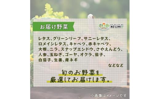 訳あり 野菜 5種以上 詰合せ セット 旬野菜 やさい レタス グリーンリーフ サニーレタス ロメインレタス キャベツ 赤キャベツ 大根 ニラ スナップエンドウ さやえんどう 人参 玉ねぎ ゴーヤ オクラ 茄子 白茄子 生姜 青ネギ 農家直送 産地直送 新鮮 旬 おかず 弁当 日用 惣菜 不揃い 規格外 冷蔵 お取り寄せ 徳島県 阿波市 NO LIMIT