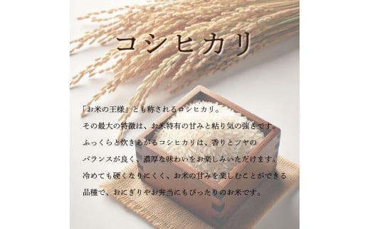 コシヒカリ 5kg 令和6年産 米 こめ ご飯 ごはん おにぎり 白米 無洗米 玄米 精米 新米 卵かけご飯 食品 備蓄 備蓄米 保存 防災 ギフト 贈答 プレゼント お取り寄せ グルメ 送料無料 徳島県 阿波市 栗栖農園