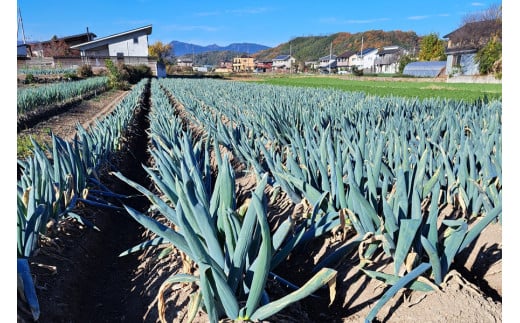 [数量限定]【訳あり】産地直送！加藤農園の下仁田ねぎ 4kg (細め) 2024年12月中旬より順次発送｜先行予約 訳あり品 冬の味覚 下仁田ネギ 鍋 すき焼き 葱 ネギ 殿様ねぎ かき揚げ 国産 群馬県産 甘楽町 産地直送 [0238]